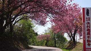 2016年　倶利迦羅さん八重桜まつり_c0208355_16481210.jpg