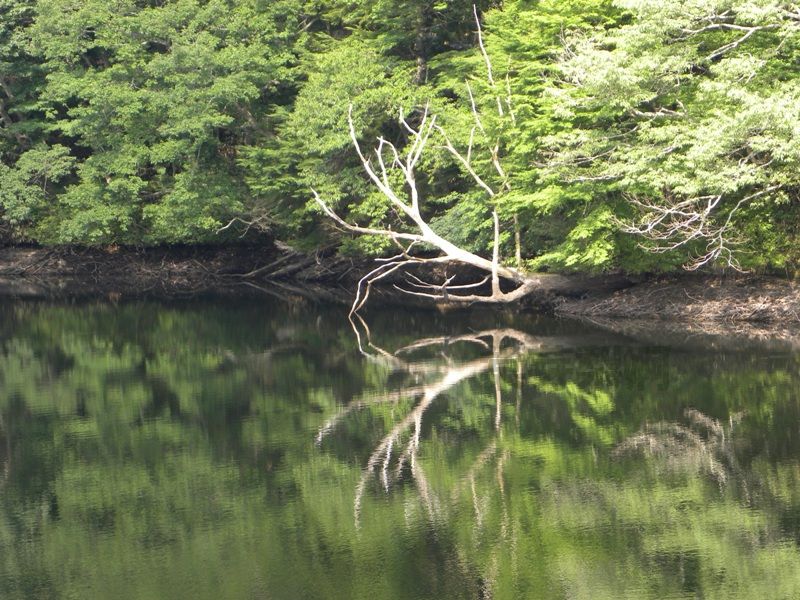 鶴ヶ池(再)(奈良県宇陀市室生)　2010年8月_e0178757_20254265.jpg