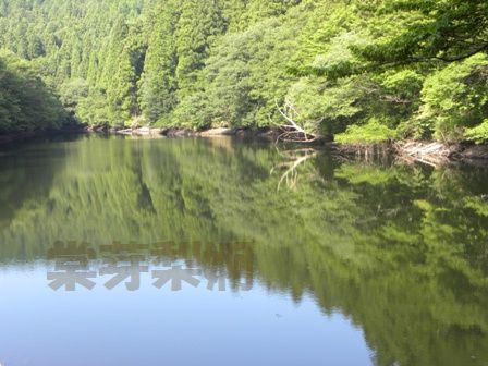 鶴ヶ池(再)(奈良県宇陀市室生)　2010年8月_e0178757_2340132.jpg