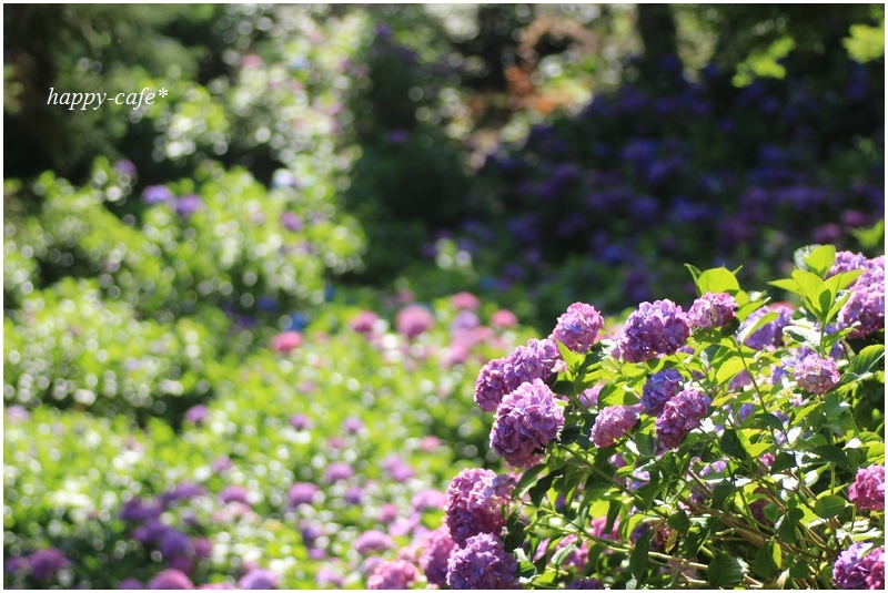 紫陽花 ６ 紫陽花とカタツムリ 秋葉公園 Happy Cafe Vol 2