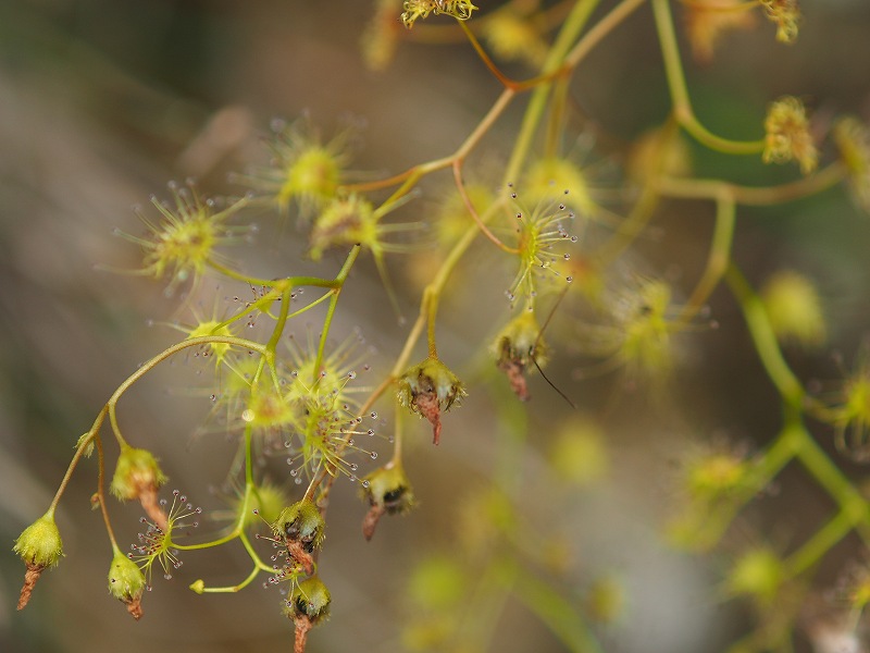 1720 食虫植物_d0128465_9211648.jpg