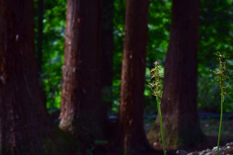 八海神社　夫婦スギ　2015_f0342371_722456.jpg