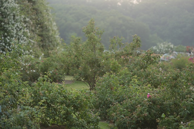 d0177073_2485635.jpg