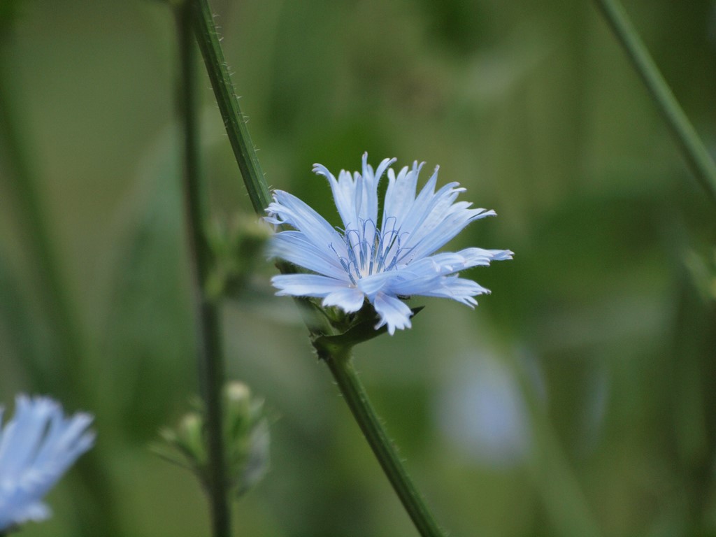 チコリの花やベニバナの花そしてカメレオンの花等 自然風の自然風だより