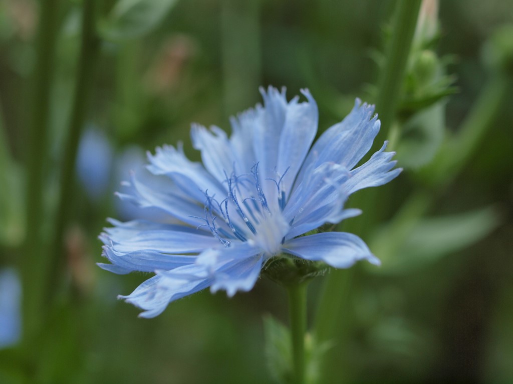 チコリの花やベニバナの花そしてカメレオンの花等 自然風の自然風だより
