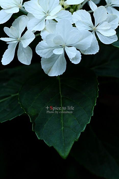 2015 Hydrangea #9_f0326278_23133037.jpg