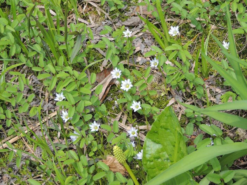 　無名湿原の花たち　（タテヤマリンドウ）_a0209488_18511472.jpg