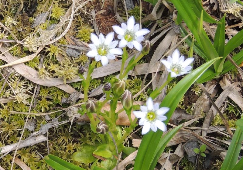 　無名湿原の花たち　（タテヤマリンドウ）_a0209488_18515969.jpg