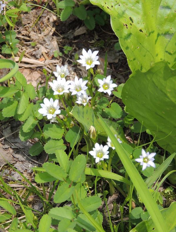 　無名湿原の花たち　（タテヤマリンドウ）_a0209488_1852315.jpg