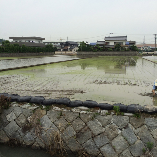 田植えと草刈り_a0326292_98239.jpg