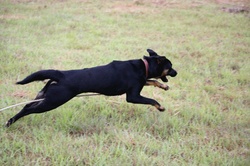 我が家の「普通の犬」に！_a0328994_8423032.jpg