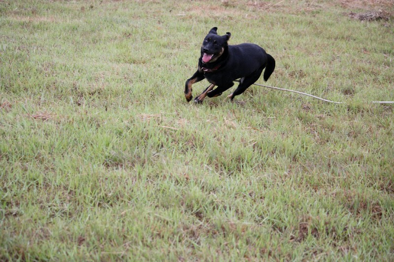 我が家の「普通の犬」に！_a0328994_842425.jpg