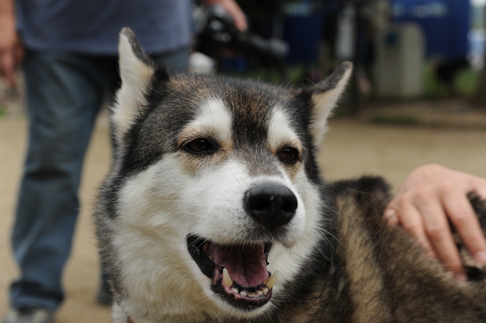 2015 穴子オフ 三木編_a0049296_2104856.jpg
