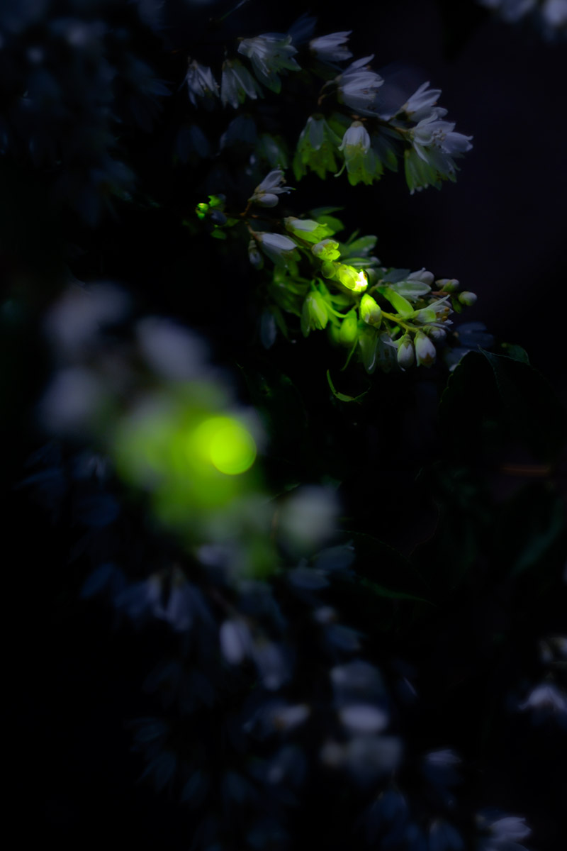 蛍花 時間を止める 蛍花 時間を止める