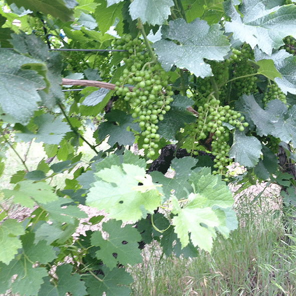 c0216405_10555444.gif