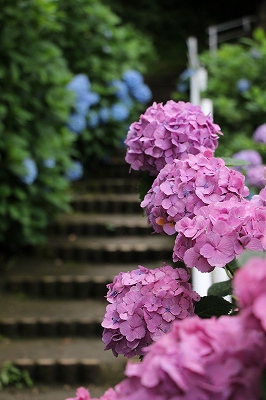 紫陽花　住吉自然公園_c0353916_11442410.jpg