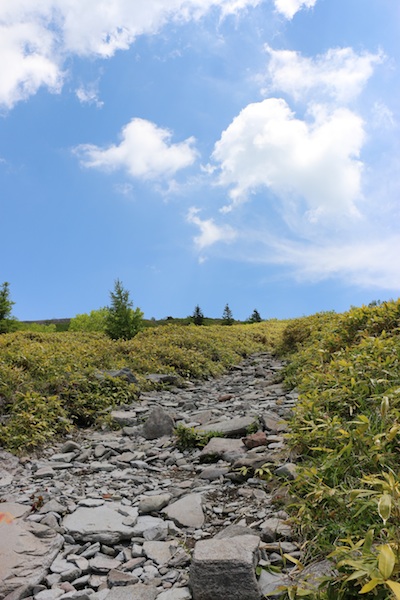 花の百名山：根子岳登山_e0156534_1644743.jpg