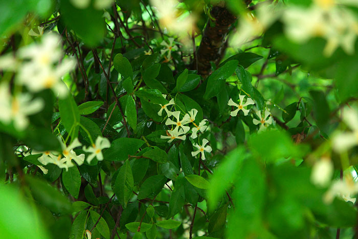 c0067040_22594050.jpg