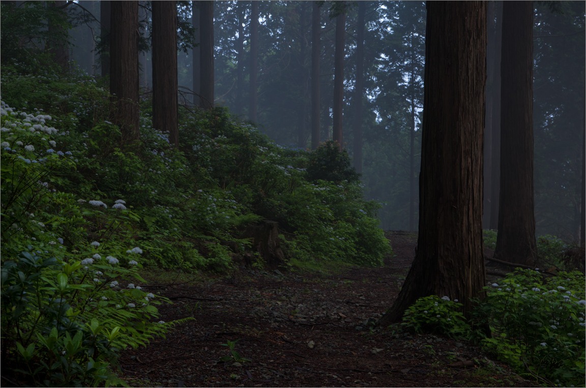 晴れのち霧（コアジサイの森）_d0058445_11593689.jpg