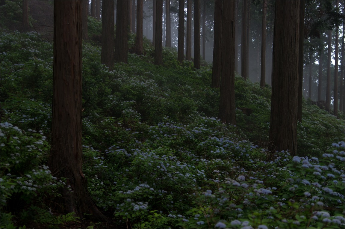 晴れのち霧（コアジサイの森）_d0058445_11594924.jpg