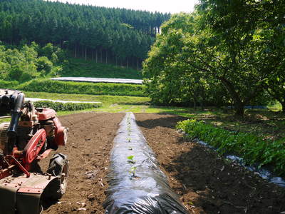 水源キウイ　今年も順調に成長中！無農薬栽培と摘果作業_a0254656_1954858.jpg