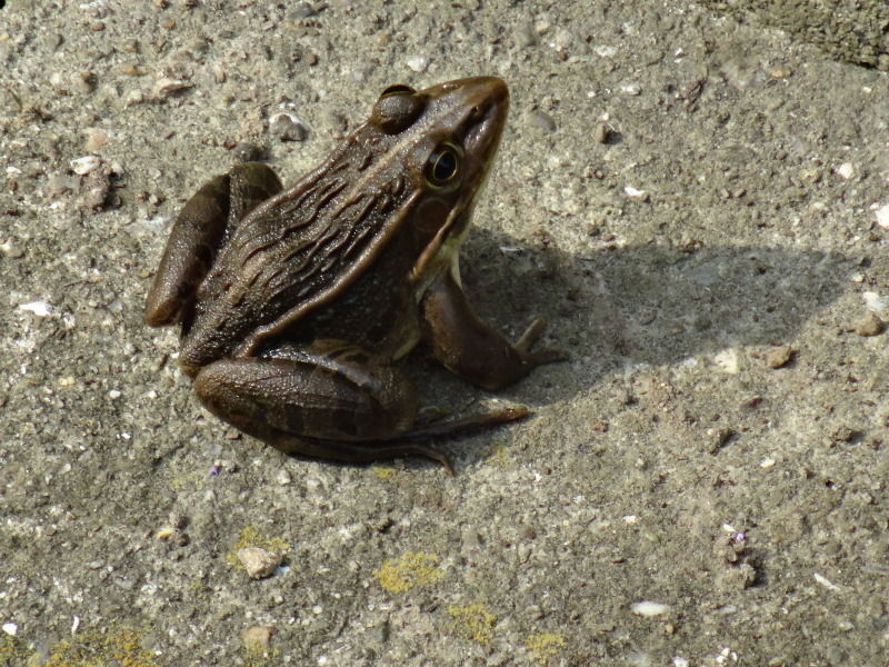 c0108460_17432777.jpg