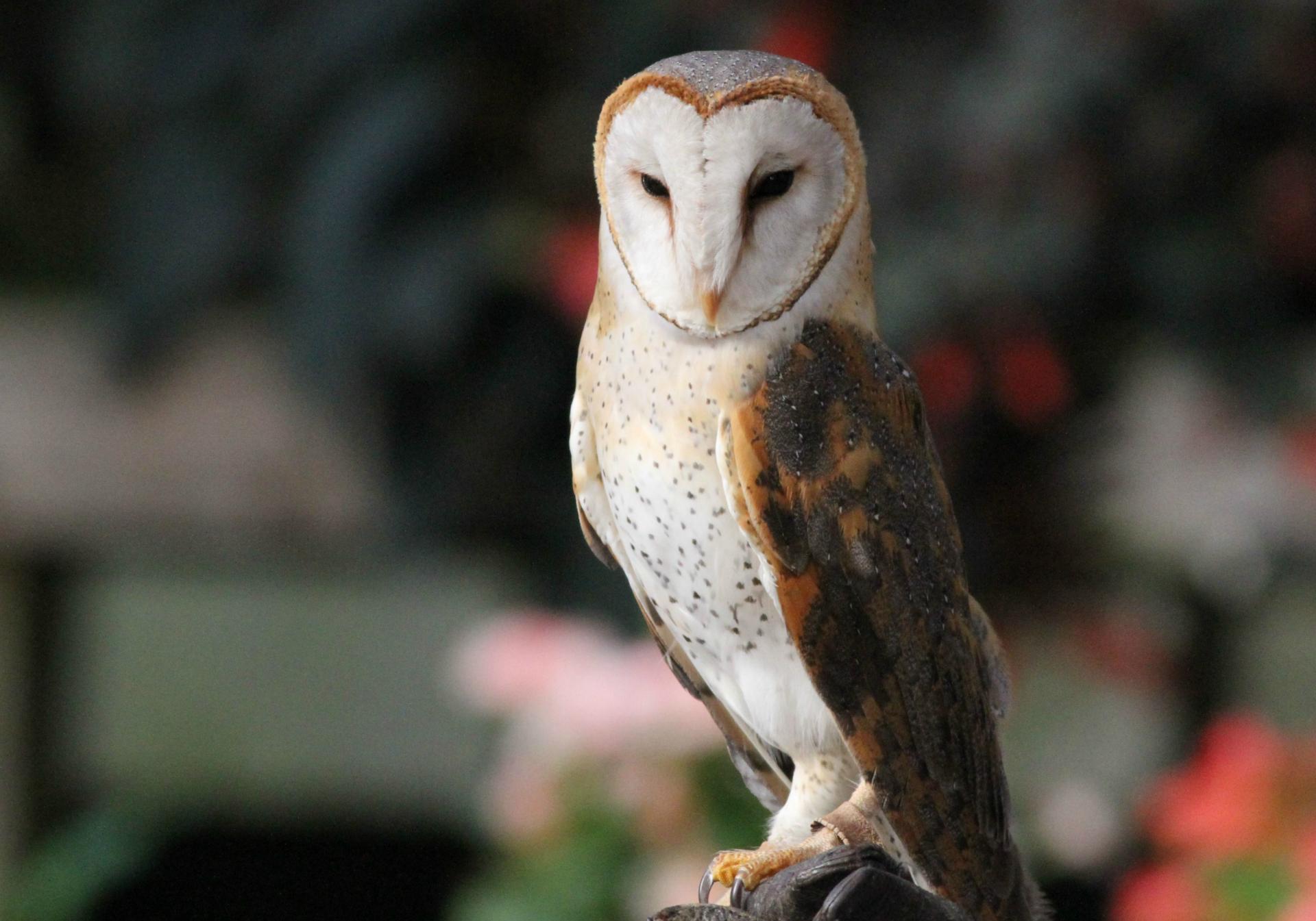メンフクロウ 鳥見って 大人のポケモン メンフクロウ 鳥見って 大人のポケモン