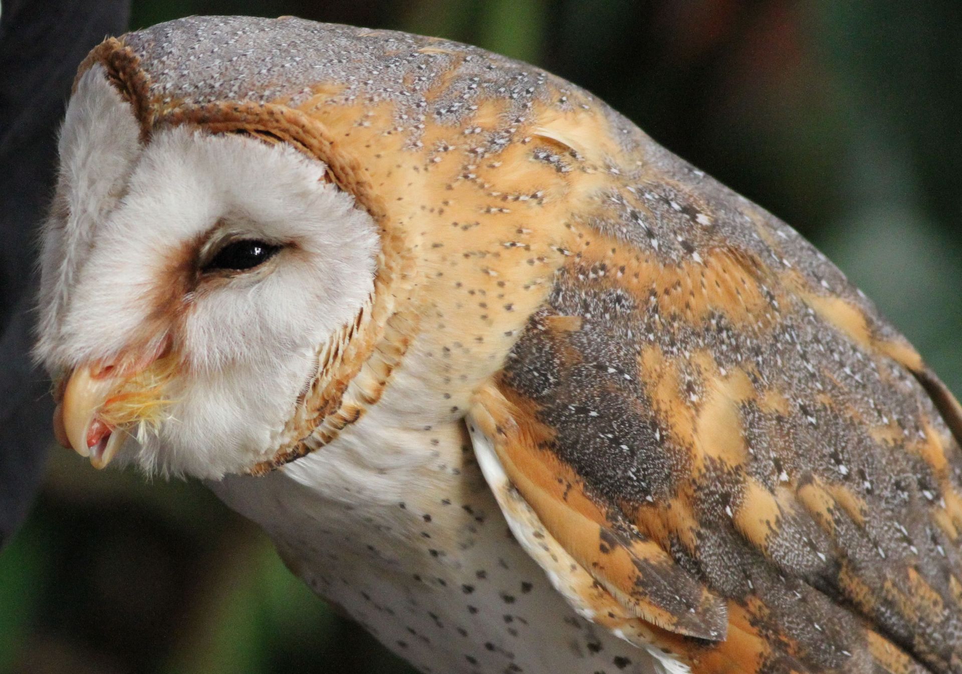 メンフクロウ 鳥見って 大人のポケモン