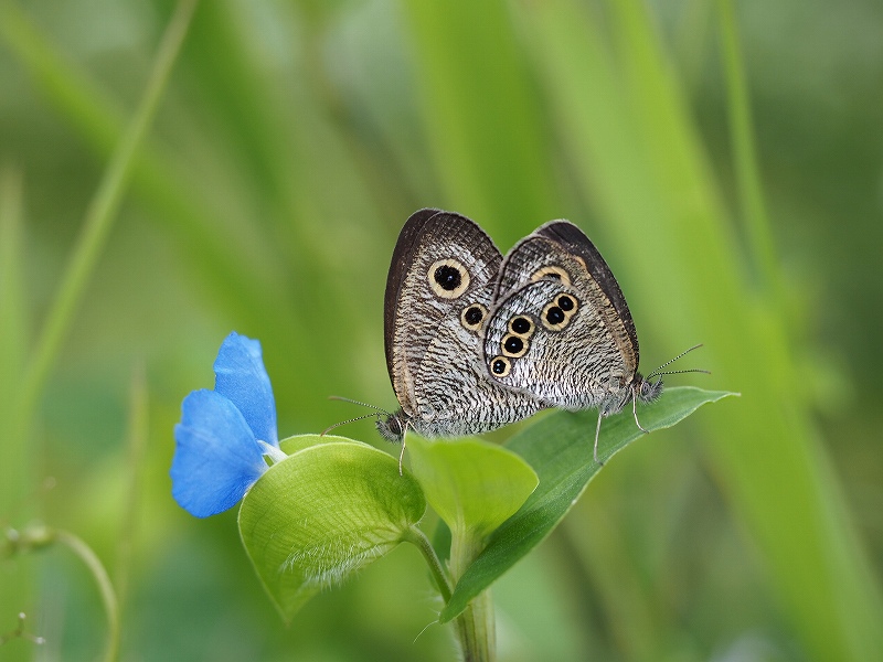 1722 ウラナミジャノメ　と　ヒメウラナミジャノメ_d0128465_8481859.jpg