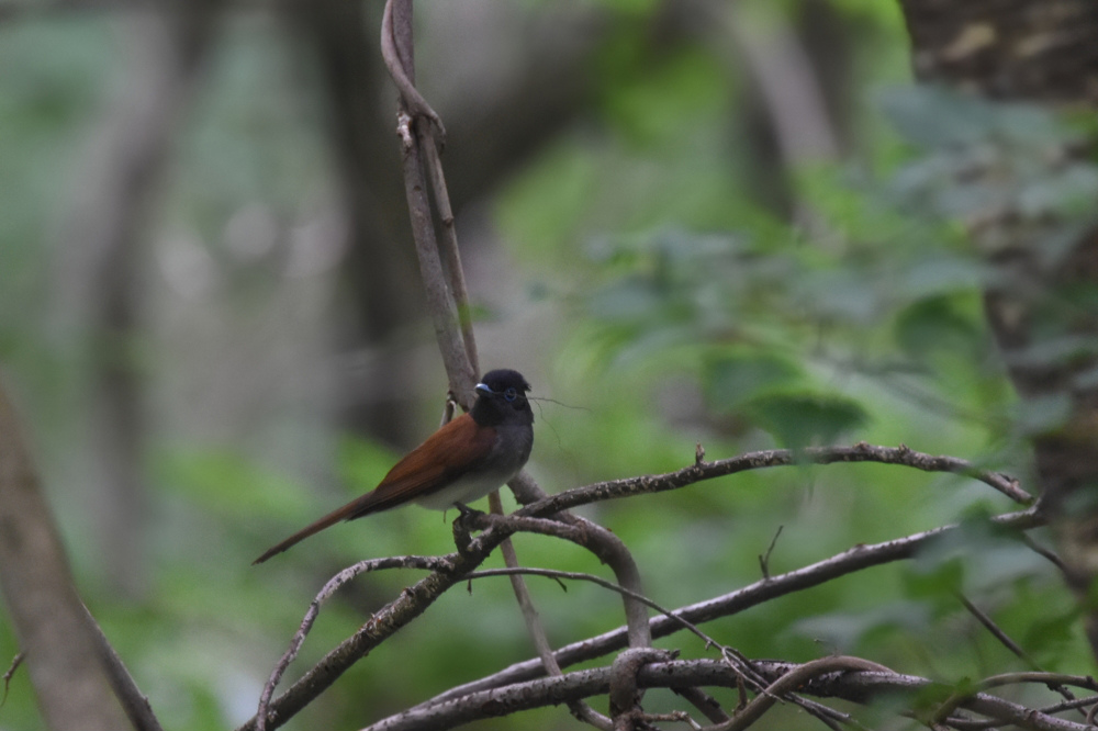 サンコウチョウ 巣作り?_f0053272_8415054.jpg