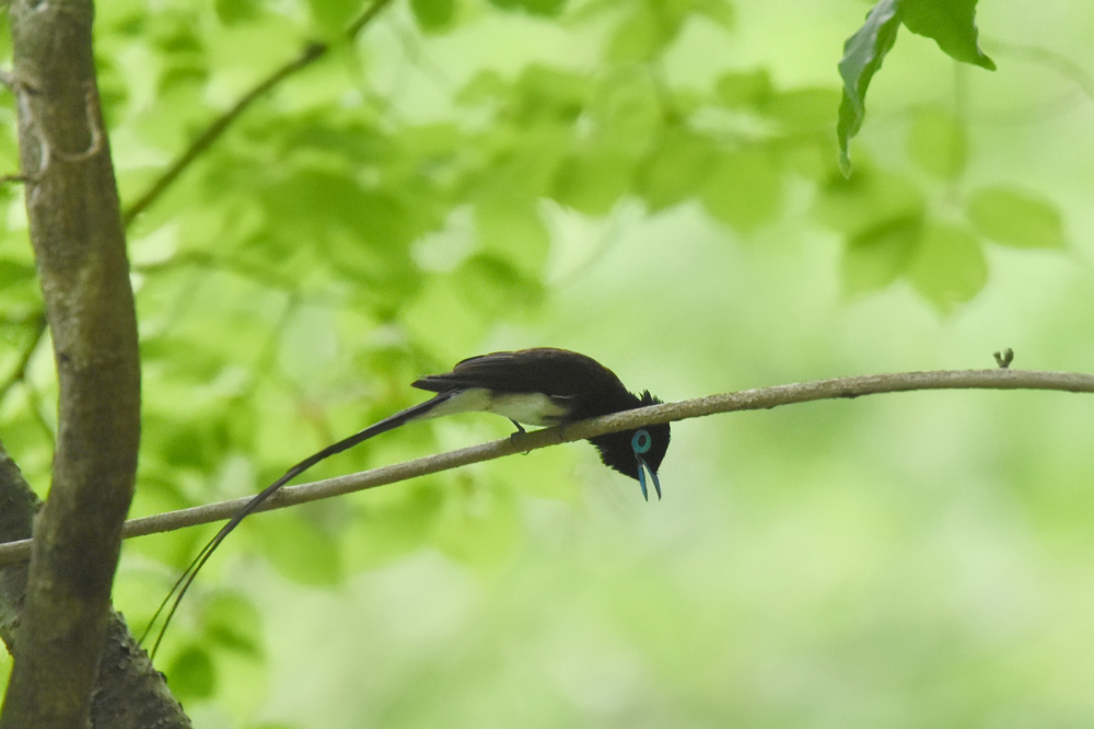 サンコウチョウ 巣作り?_f0053272_8452342.jpg