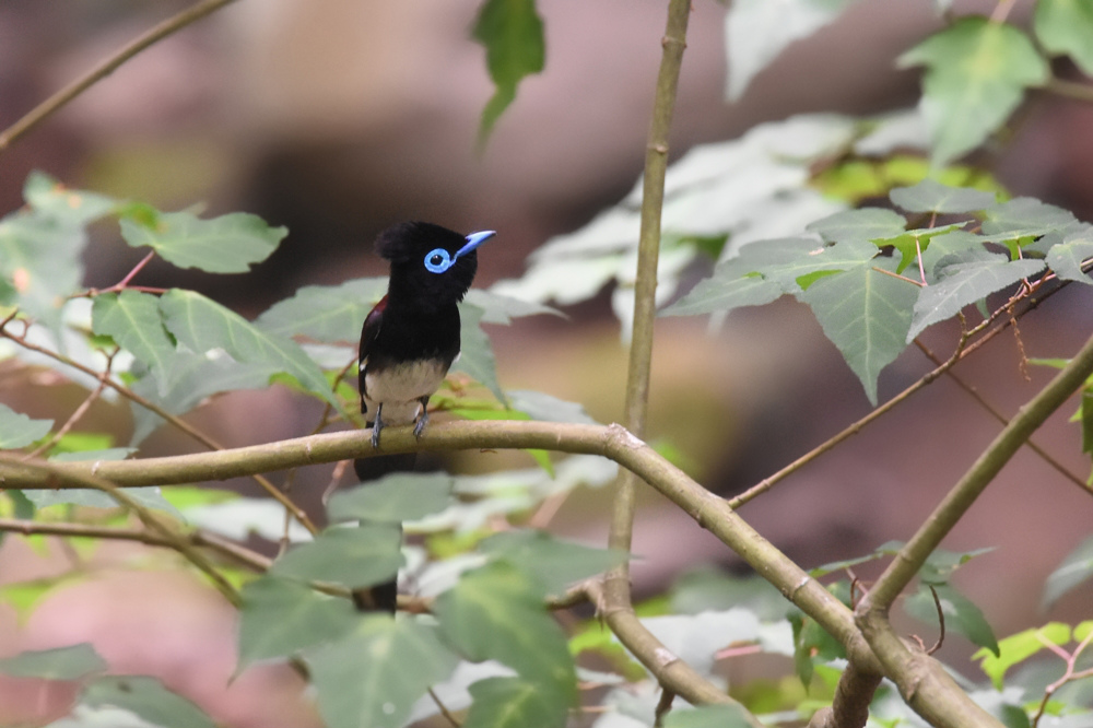 サンコウチョウ 巣作り?_f0053272_8453731.jpg