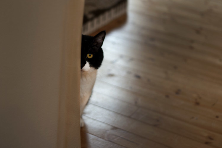 猫は陰から見ています ナンバーワン野郎 猫は陰から見ています ナンバーワン野郎