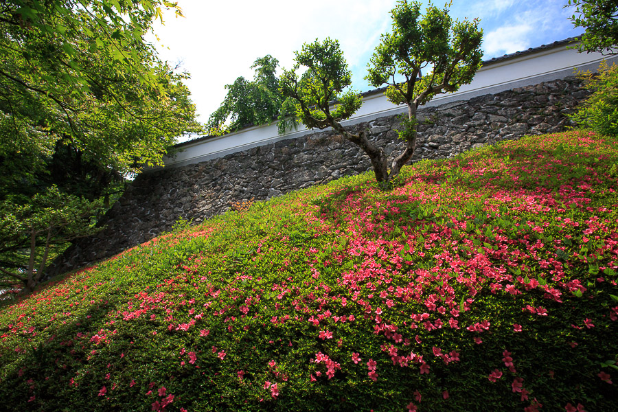 さつきの善峯寺！_b0128581_2245599.jpg