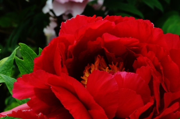 b0329186_11153965.jpg