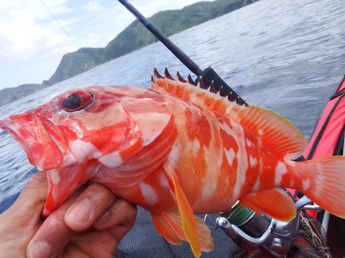 奄美大島の釣りと島魚のスリランカカレー_d0170586_20402935.jpg