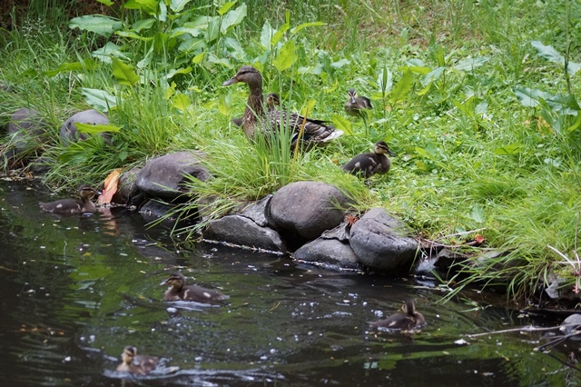 藤田八束の北海道の旅: カルガモの赤ちゃんに逢いました、北海道道庁池のカルガモの家族に癒されました_d0181492_11273270.jpg