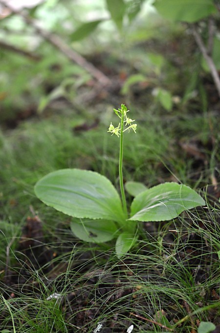 2種類の山野草_a0339396_22534091.jpg