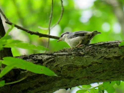 ヤブサメ・シマエナガ・ゴジュウカラ幼鳥たち_c0340898_21063396.jpg