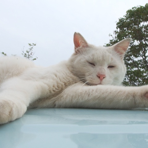 かご猫シロちゃんに憧れて 虹色せんべい