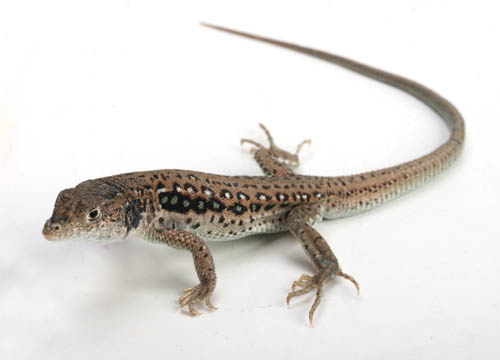 c0165803_2092769.jpg