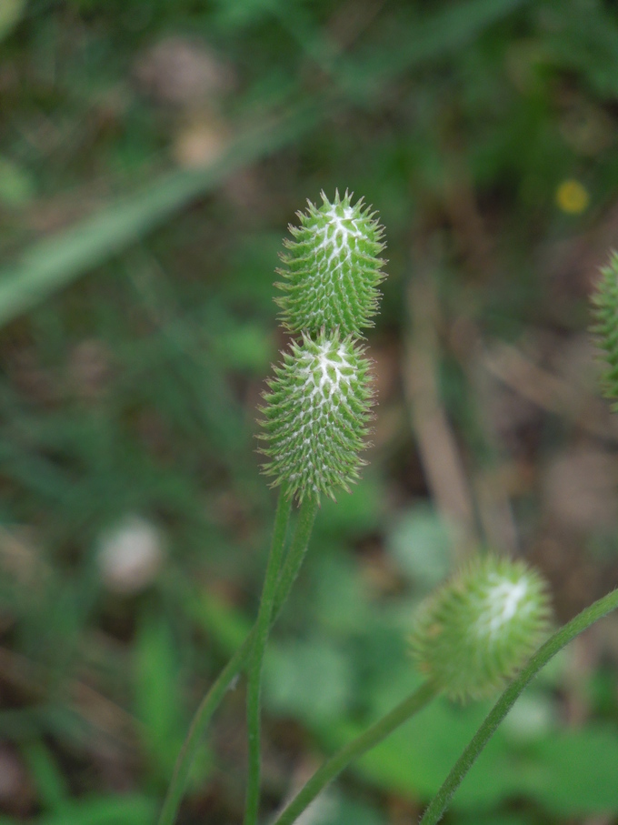 f0297809_21454110.jpg