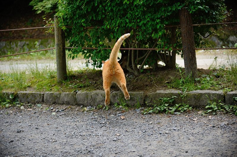 町角ニャンコ・はしゃぎまわれ!_f0032011_19535988.jpg