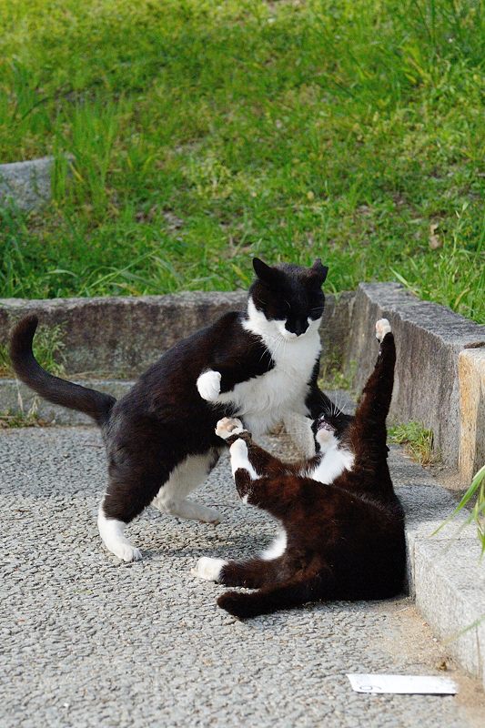 町角ニャンコ・はしゃぎまわれ!_f0032011_19581861.jpg