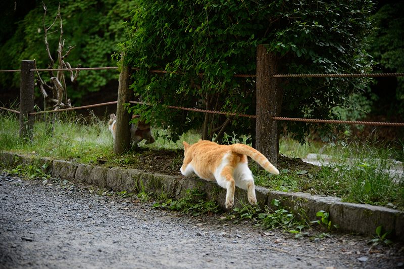 町角ニャンコ・はしゃぎまわれ!_f0032011_19584939.jpg