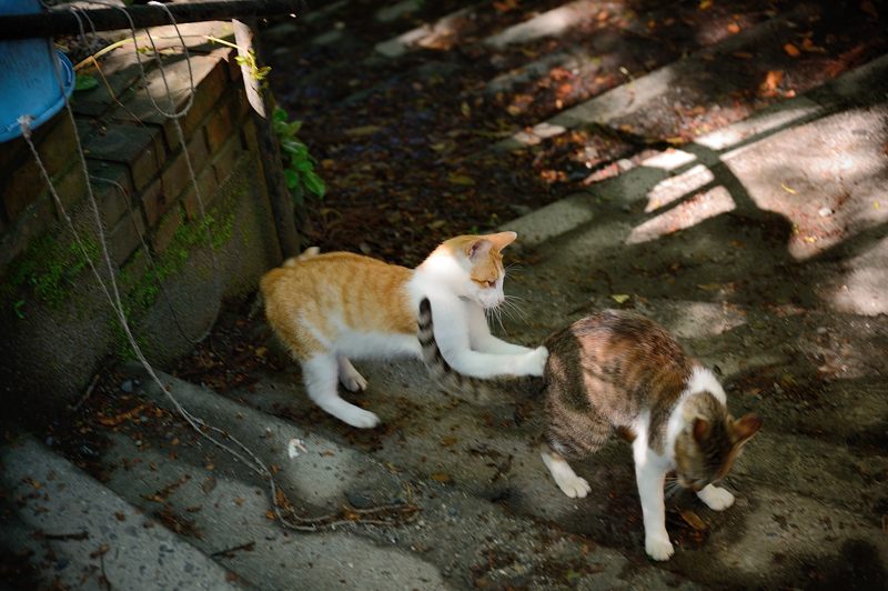 町角ニャンコ・はしゃぎまわれ!_f0032011_19591775.jpg