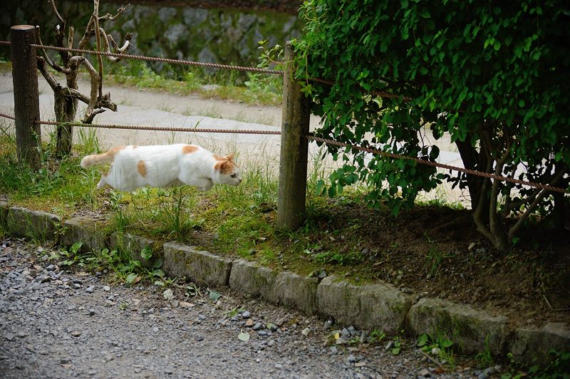 町角ニャンコ・はしゃぎまわれ!_f0032011_19595686.jpg