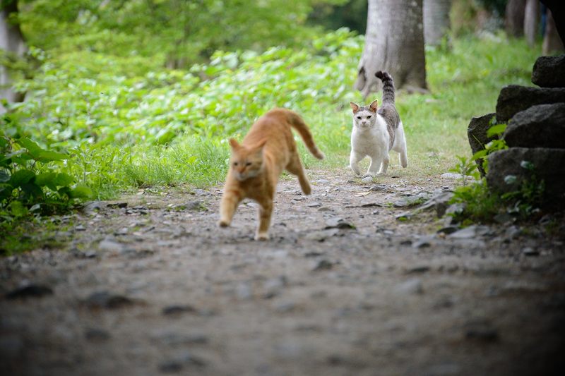 町角ニャンコ・はしゃぎまわれ!_f0032011_2015398.jpg