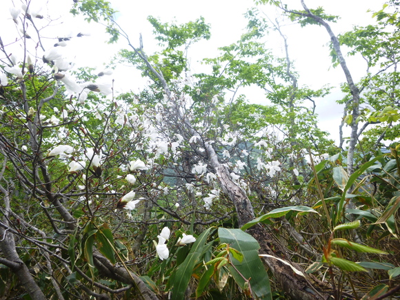 花の銚子ｹ峰 (1,810.4M)　 登頂 編_d0170615_11485492.jpg