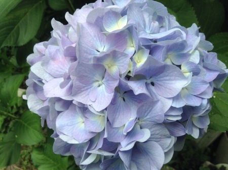 アメリカンブルーの花言葉は溢れる思い 花の自由旋律
